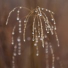 Tears of the fog